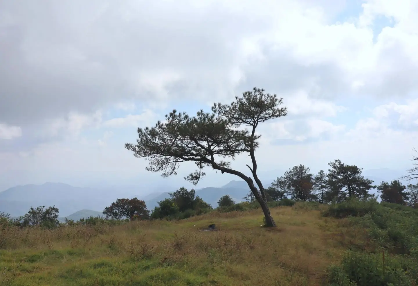 A lone pine and valley view in the hills above Chiang Mai