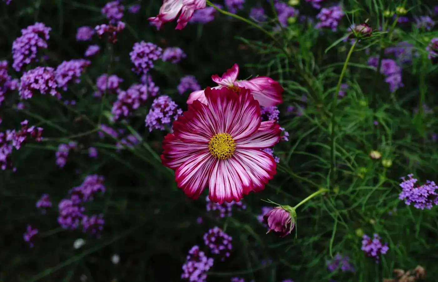 Cosmos flowers at the Royal Agricultural Station Angkhang