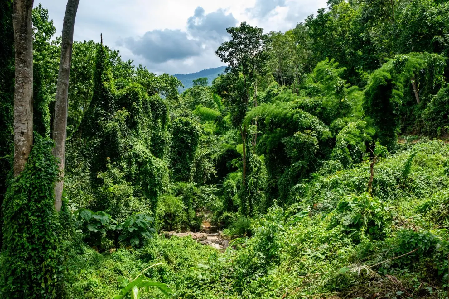 Lush forest at an elephant sanctuary near Chiang Mai