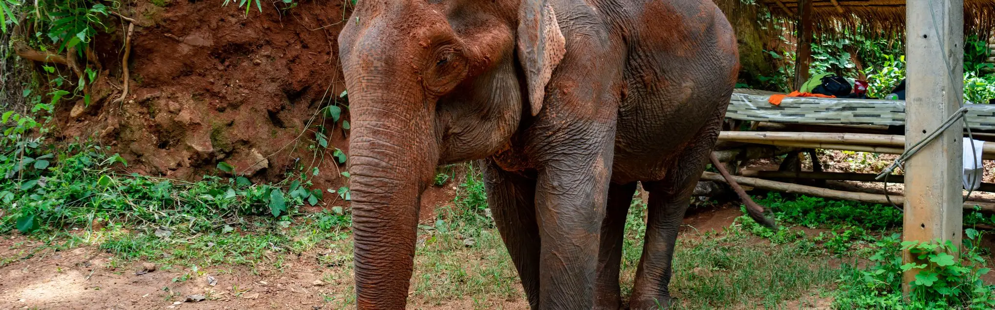 Elephants at a sanctuary near Chiang Mai