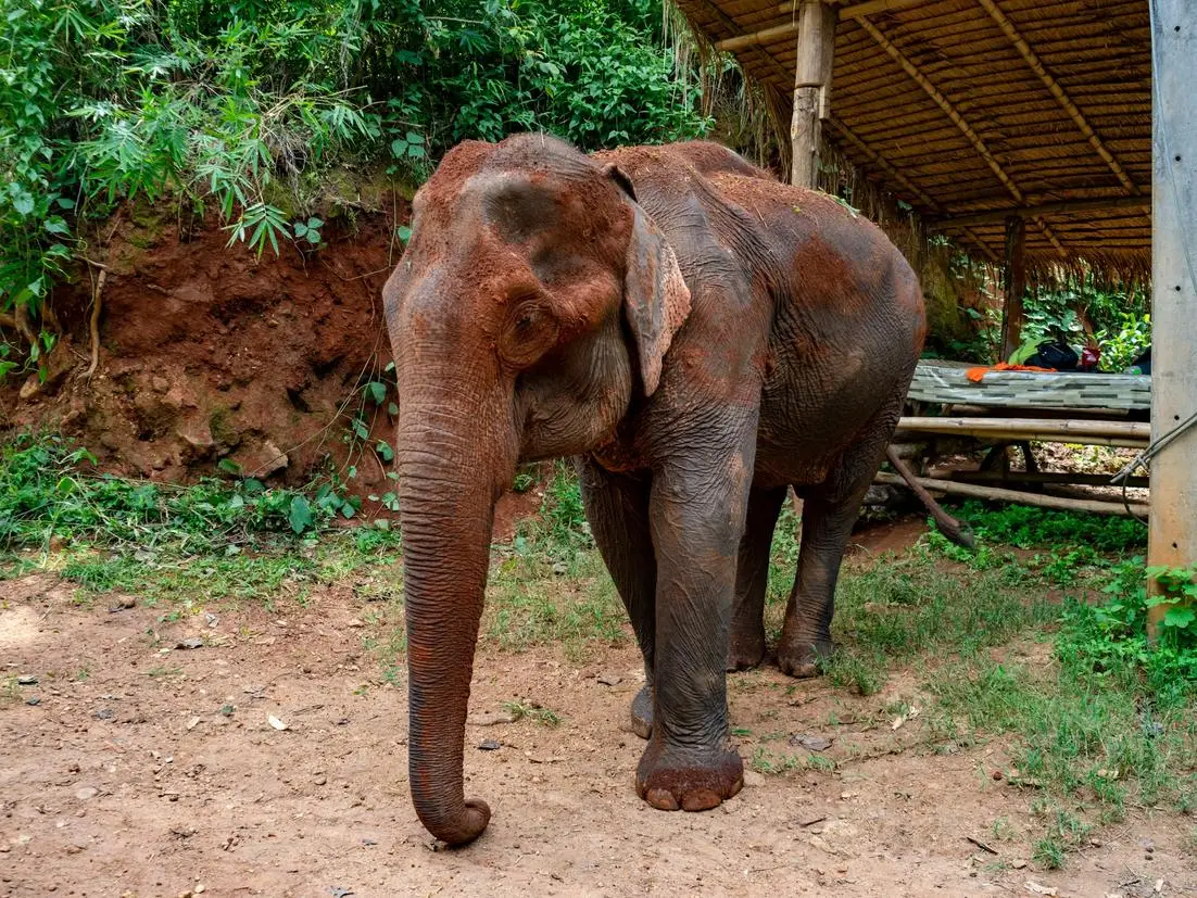 A rescued elephant at an ethical sanctuary near Chiang Mai