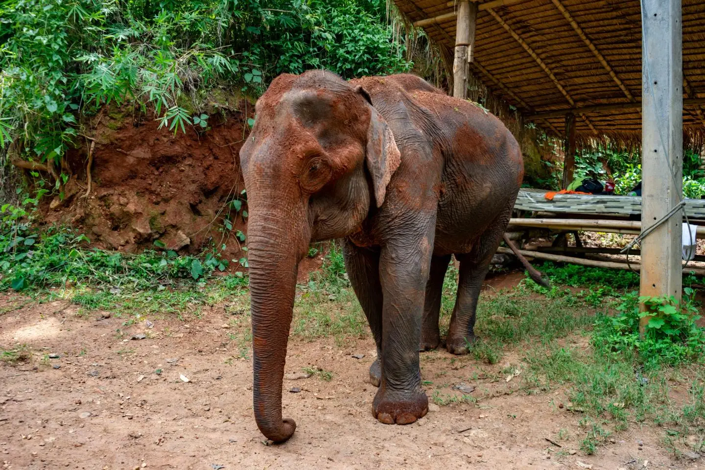 A rescued elephant at an ethical sanctuary near Chiang Mai