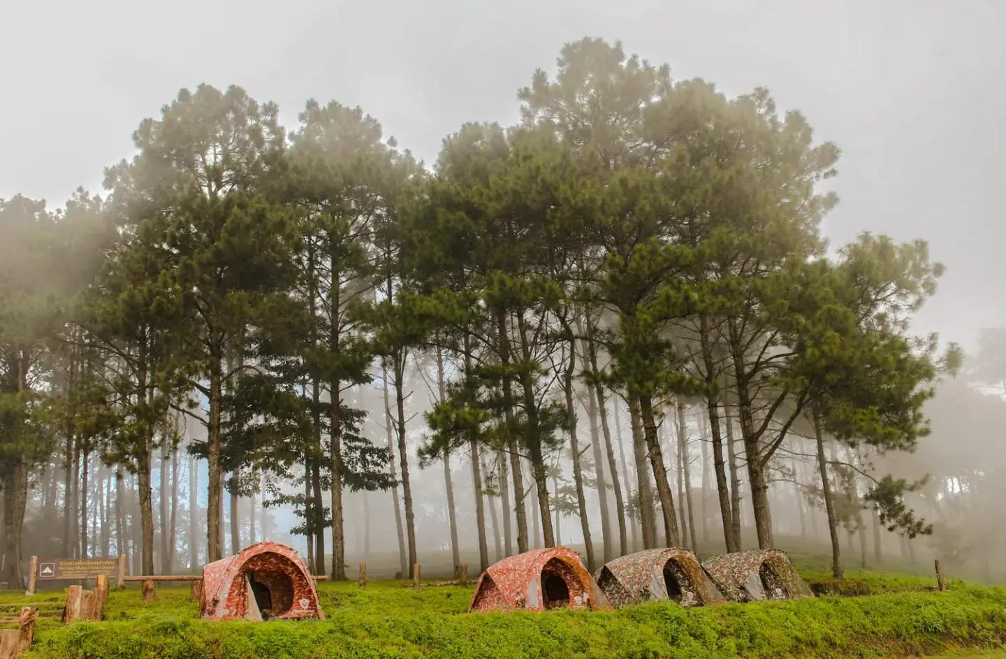 Tents in a misty pine forest at a Doi Ang Khang campsite