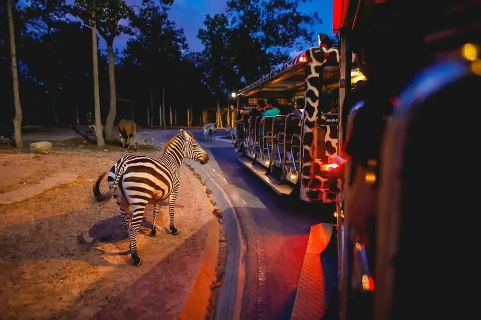 A zebra beside the safari tram at Chiang Mai Night Safari