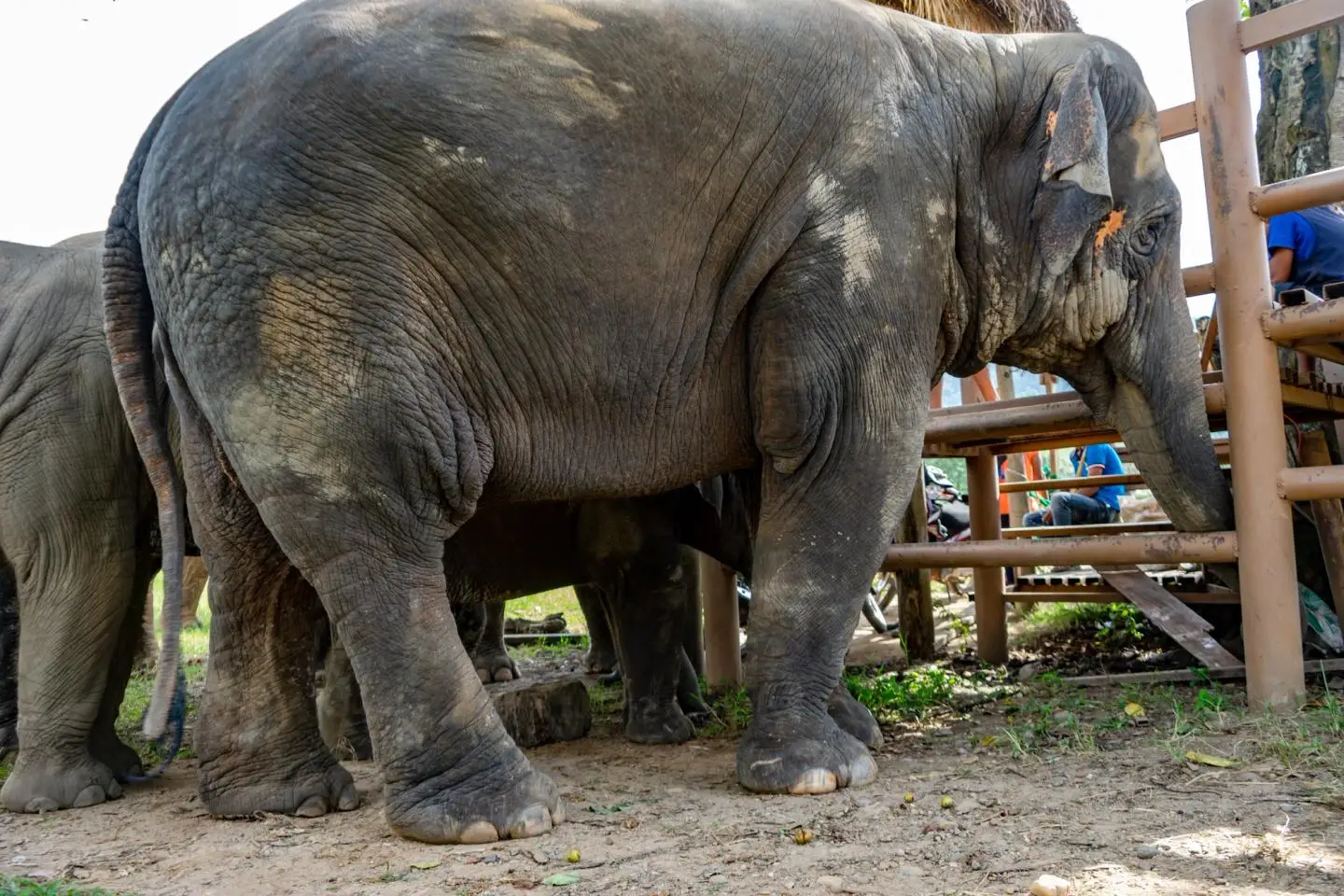 An elephant up close at an ethical sanctuary near Chiang Mai