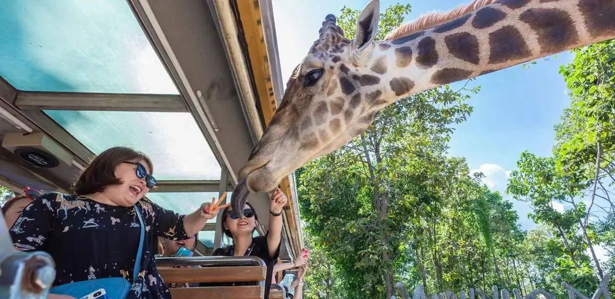 Feeding a giraffe carrots from the Savanna Safari tram